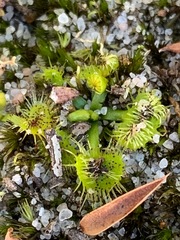 Drosera hookeri