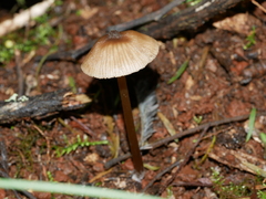 Entoloma aromaticum