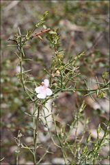 Westringia eremicola