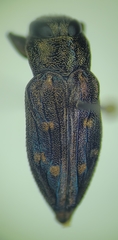 Chrysobothris viridiceps
