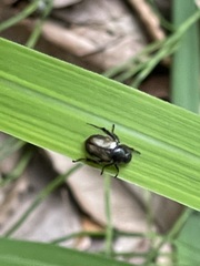 Phyllopertha diversa
