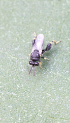 Brachymeria lasus