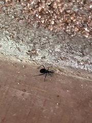 Dipetalogaster maximus