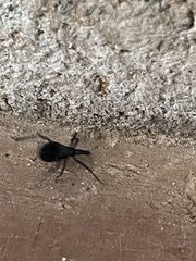 Dipetalogaster maximus