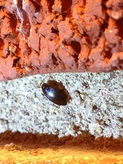 Copelatus