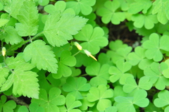 Oxalis suksdorfii