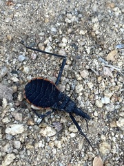 Dipetalogaster maximus