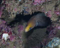 Gymnothorax melatremus