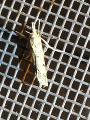 Fissicrambus quadrinotellus