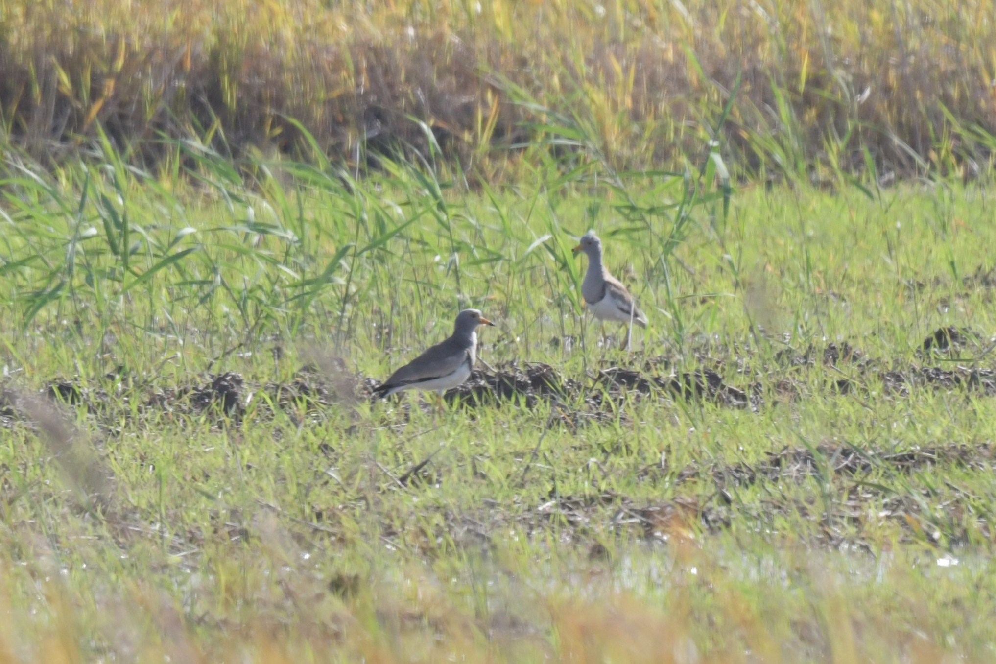 Grey-headed Lapwing