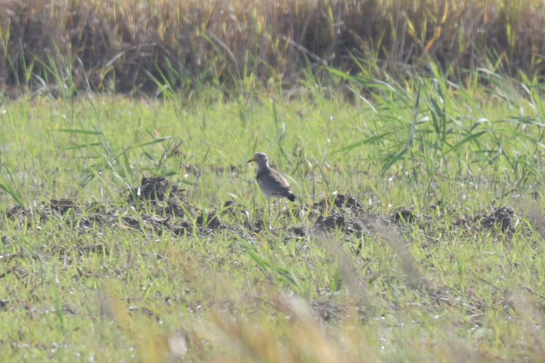 Grey-headed Lapwing