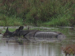 Rhinoceros unicornis