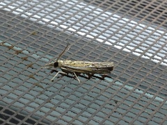 Fissicrambus quadrinotellus