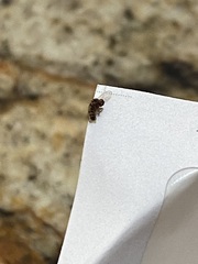 Diptera