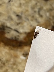 Diptera