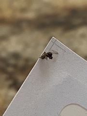 Diptera