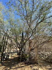 Chloroleucon mangense