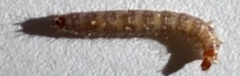 Coleoptera