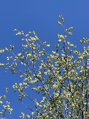 Chloroleucon mangense