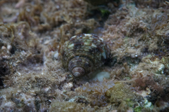 Trochus intextus