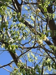 Chloroleucon mangense