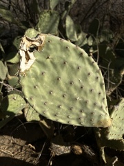 Opuntia caboensis