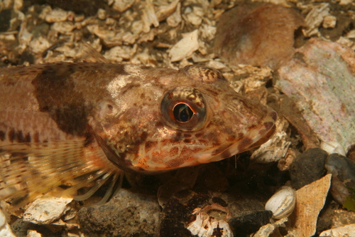 Ribbed Sculpin