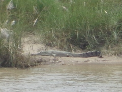 Gavialis gangeticus