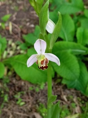 Ophrys apifera