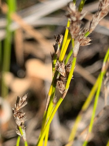 Lepyrodia muelleri