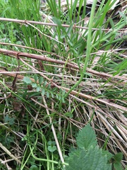 Cardamine pratensis rivularis
