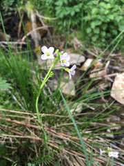 Cardamine pratensis rivularis