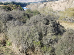 Coprosma propinqua