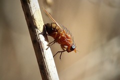 Meiosimyza appula