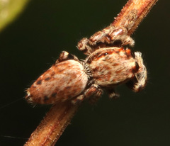Paraphilaeus daemeli