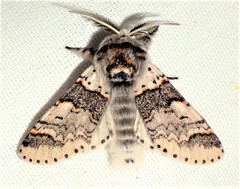 Furcula occidentalis