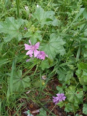 Malva sylvestris
