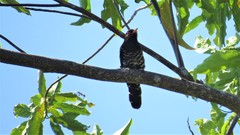 Chrysococcyx xanthorhynchus