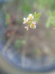 Ornithopus perpusillus