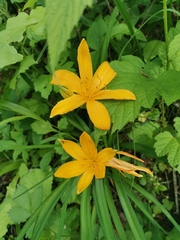 Hemerocallis middendorffii