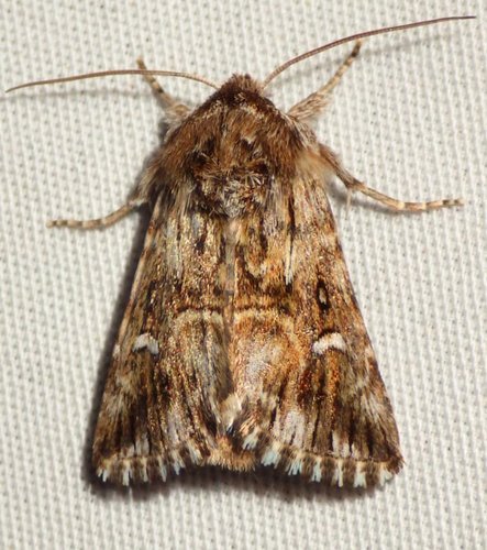 Toadflax Brocade Moth