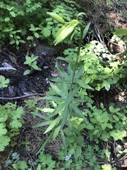 Lilium parryi