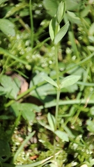 Stellaria alsine