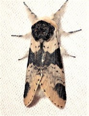 Furcula modesta