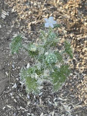 Cnidoscolus maculatus