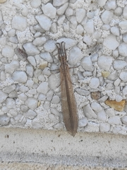 Creoleon lugdunensis