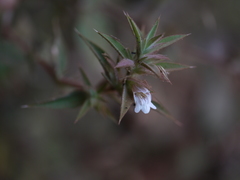 Lepidagathis cuspidata
