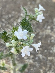 Cnidoscolus maculatus