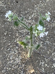 Cnidoscolus maculatus