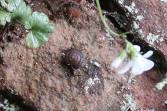 Helicigona lapicida